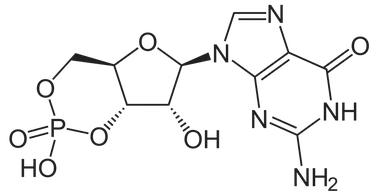 cgmp