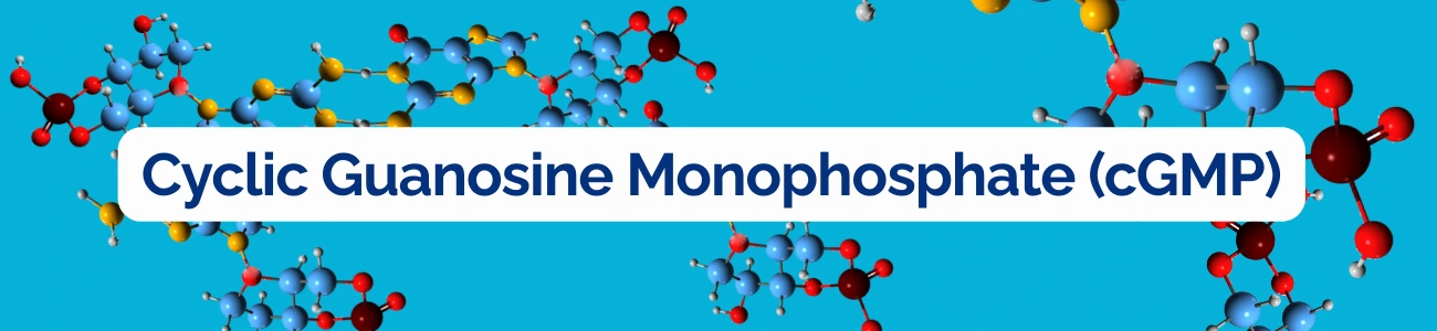 Cyclic Guanosine Monophosphate